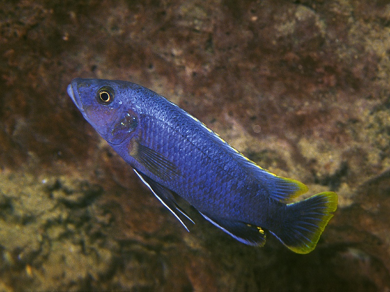 Melanochromis mpoto 'Mphanga Rocks'